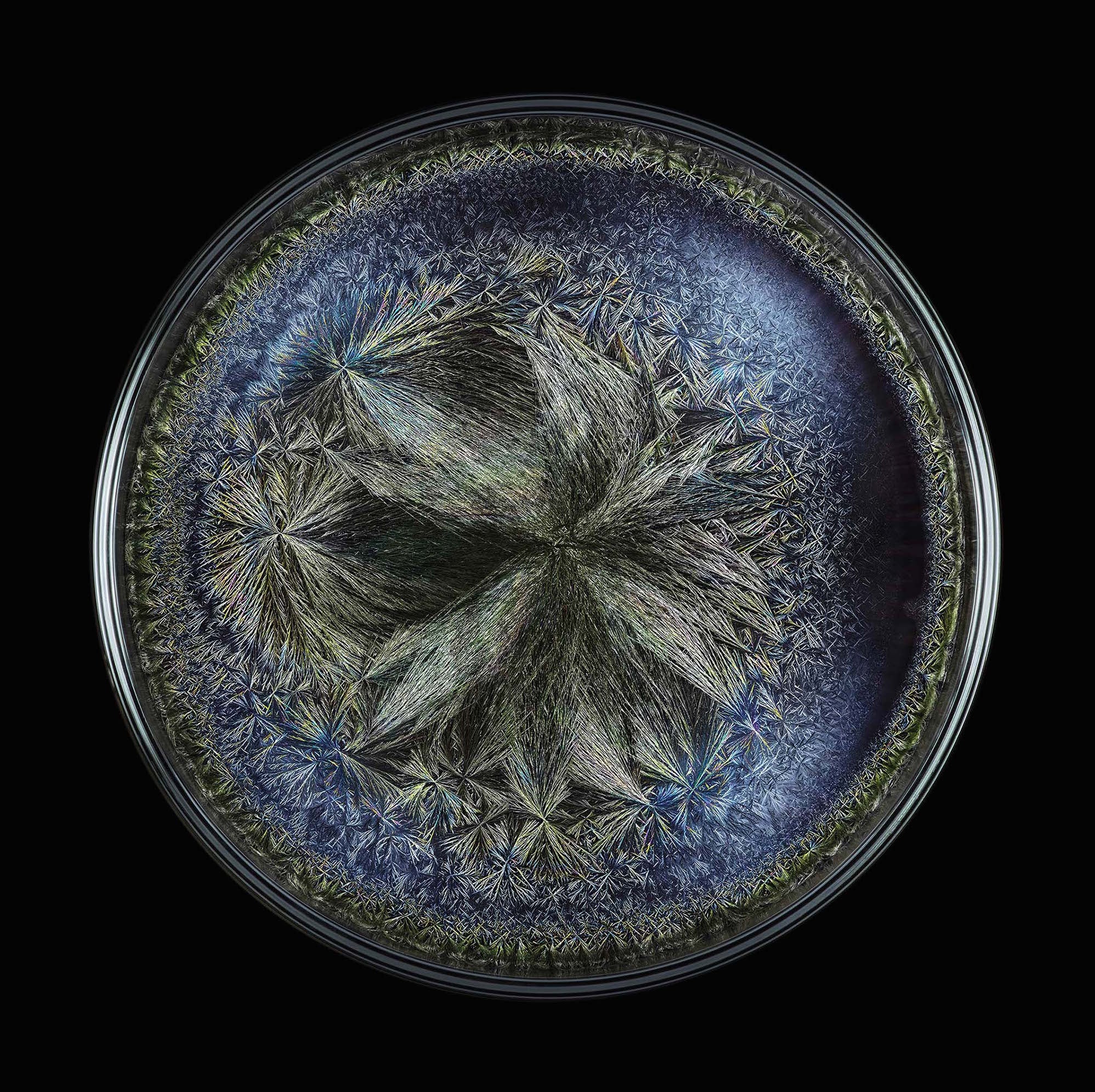 Morphogenetic Field - Beluga caviar