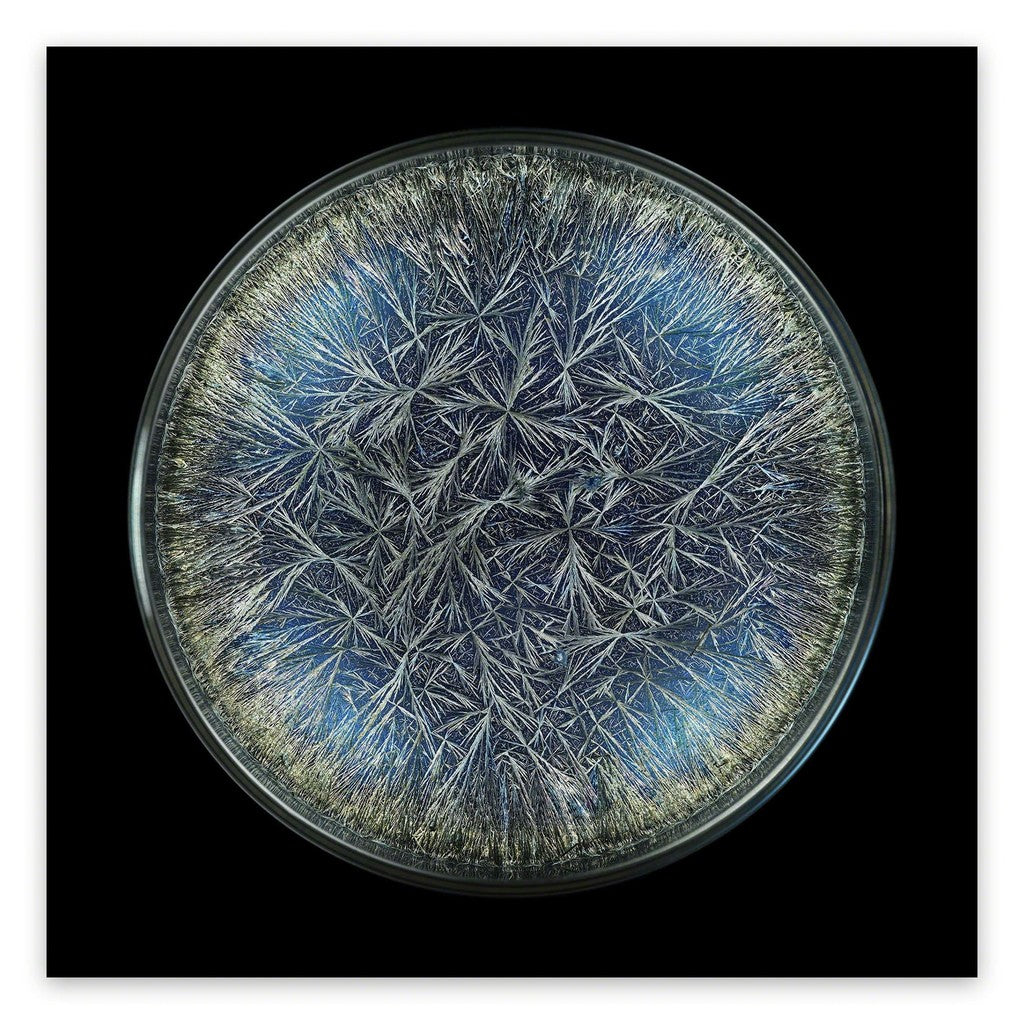 Morphogenetic Field - Dandelion (Pissenlit)