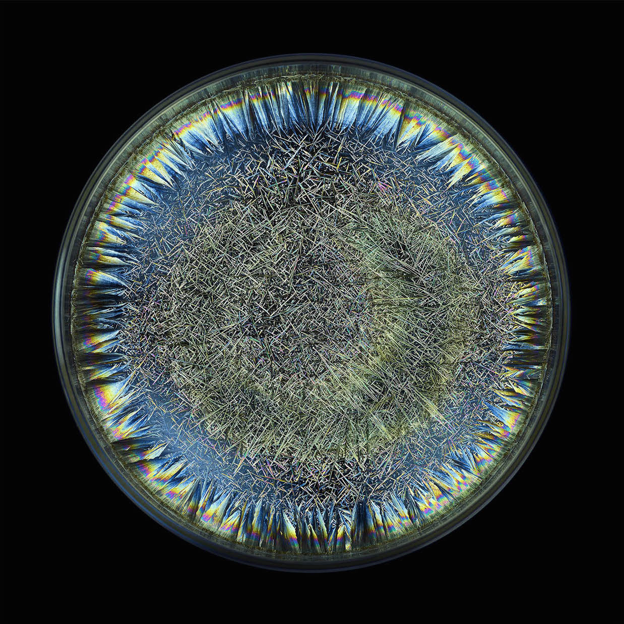 Morphogenetic Field - AB Negative Blood