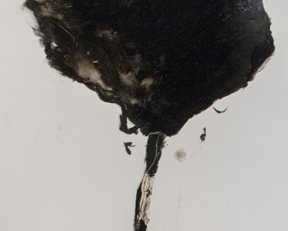 Stem in Black #4
