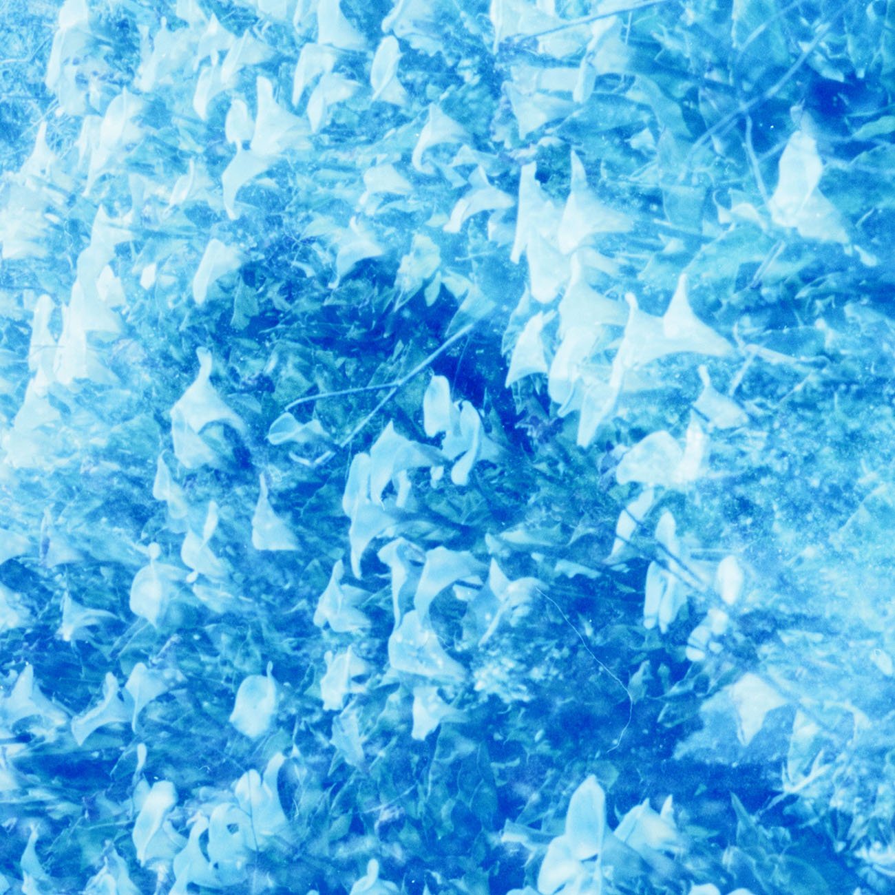 Fields of the Sun, 26 - Jason Engelund - Abstract Photography - Ideelart